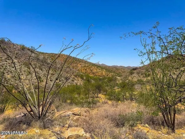 a view of a dry yard with trees in the background