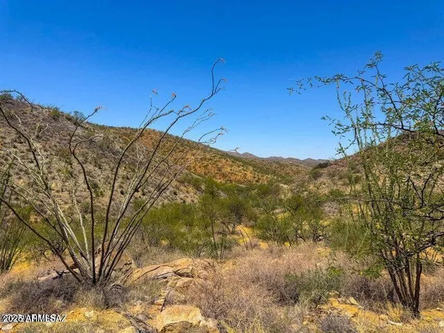 a view of a dry yard with trees in the background