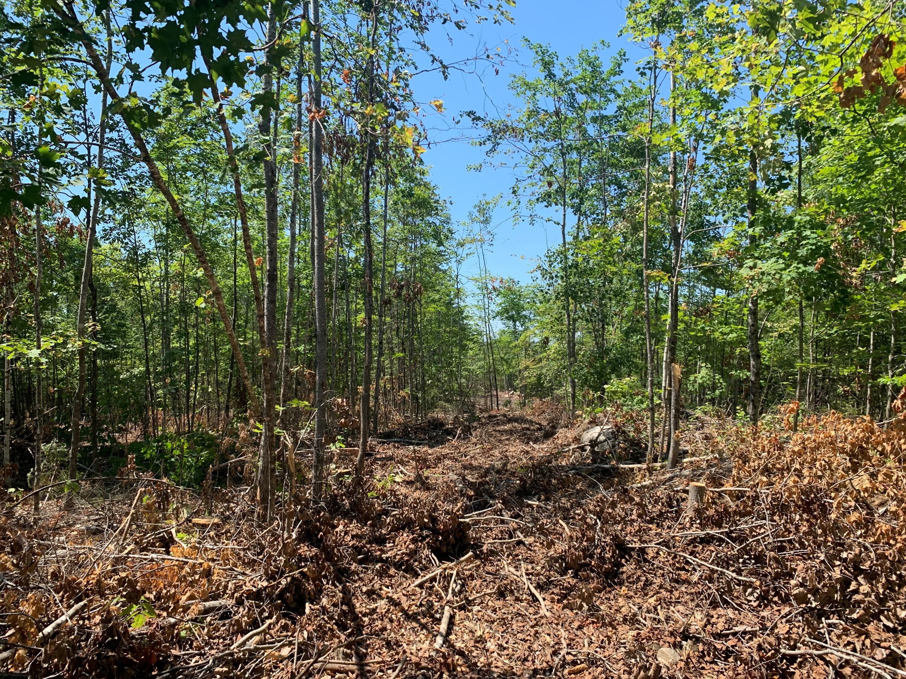 0 Bartlett Bog Road Springfield, ME 04487 - Photo 11 of 13 MLS11