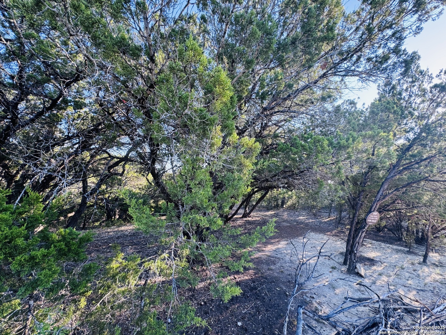 169 Center Point Road Bandera, TX 78003 - Photo 13 of 29 a view of a trees in a yard