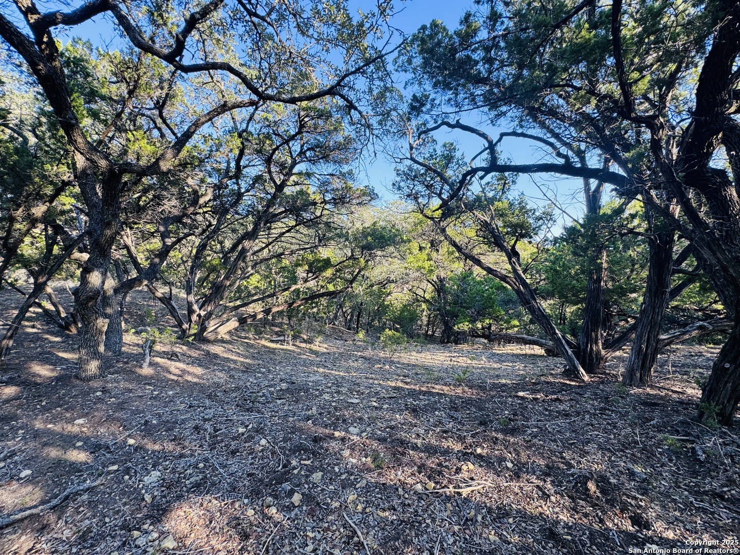 169 Center Point Road Bandera, TX 78003 - Photo 4 of 29 a view of a yard with plants and trees
