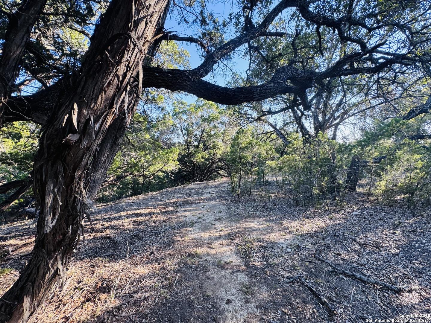 169 Center Point Road Bandera, TX 78003 - Photo 5 of 29 a view of a trees with a tree