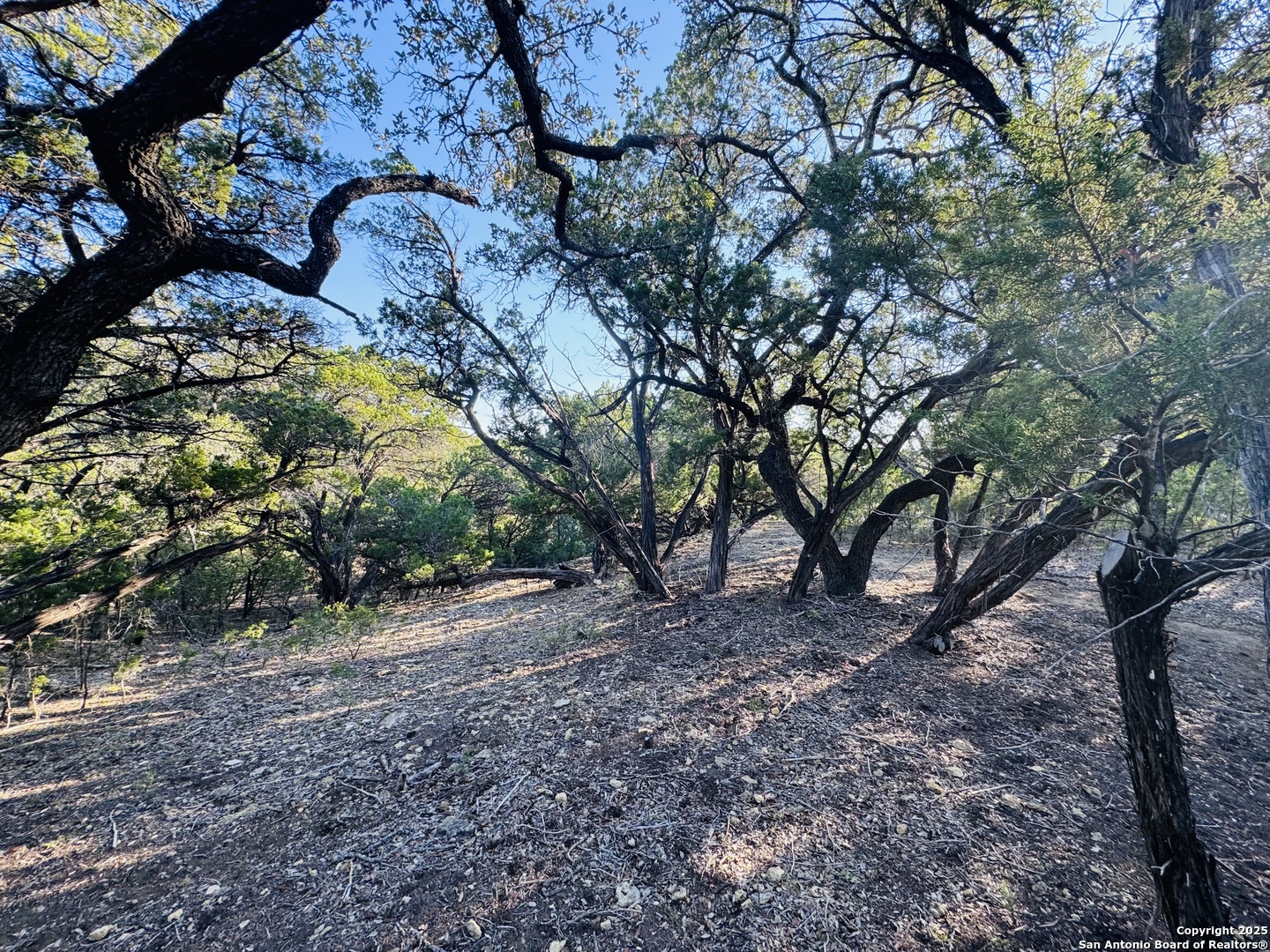 169 Center Point Road Bandera, TX 78003 - Photo 10 of 29 a view of a tree in front of a forest