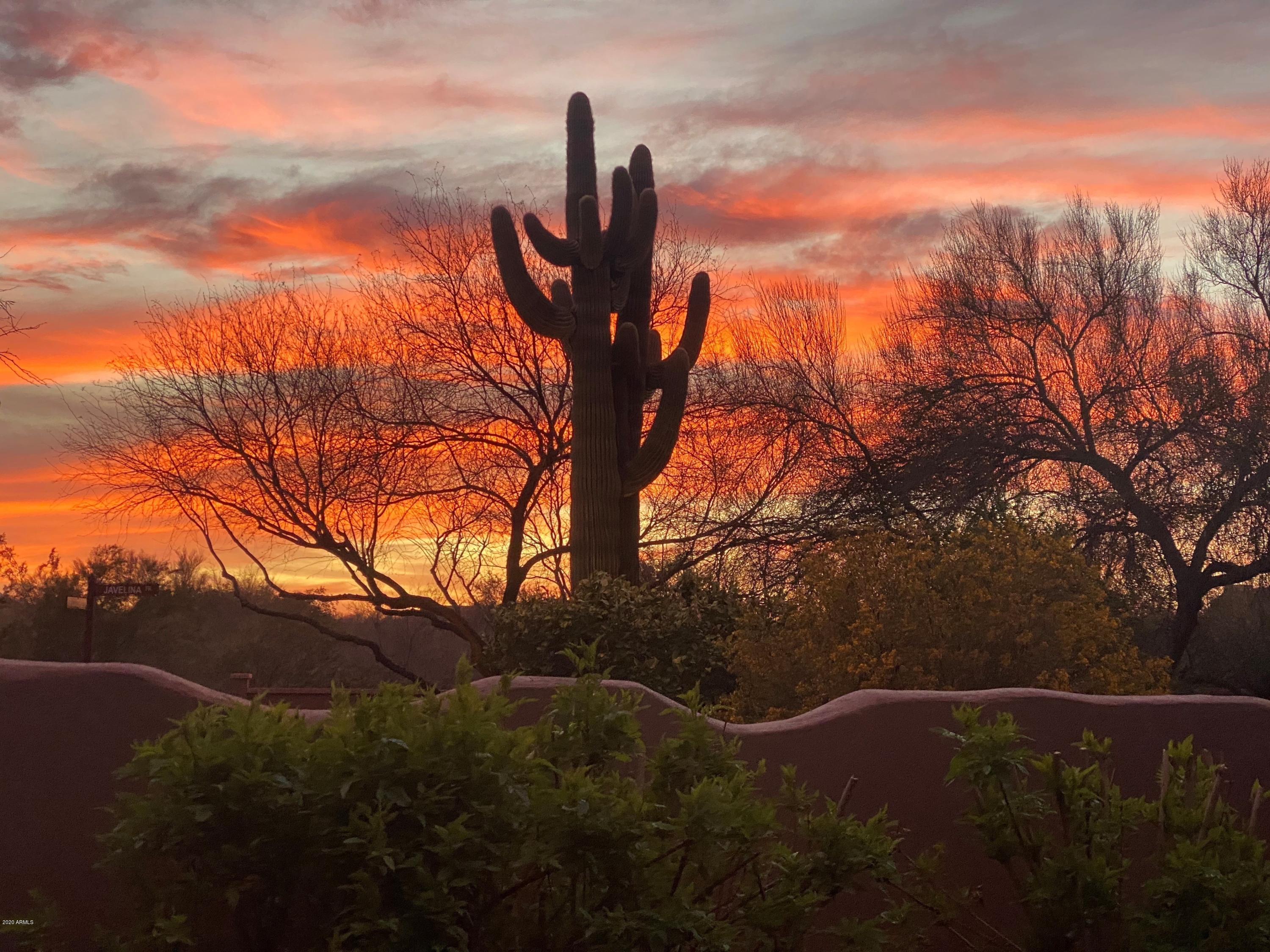 18940 East Picacho Road Rio Verde, AZ 85263 - Photo 45 of 47 Beautiful Saguaro on Lot