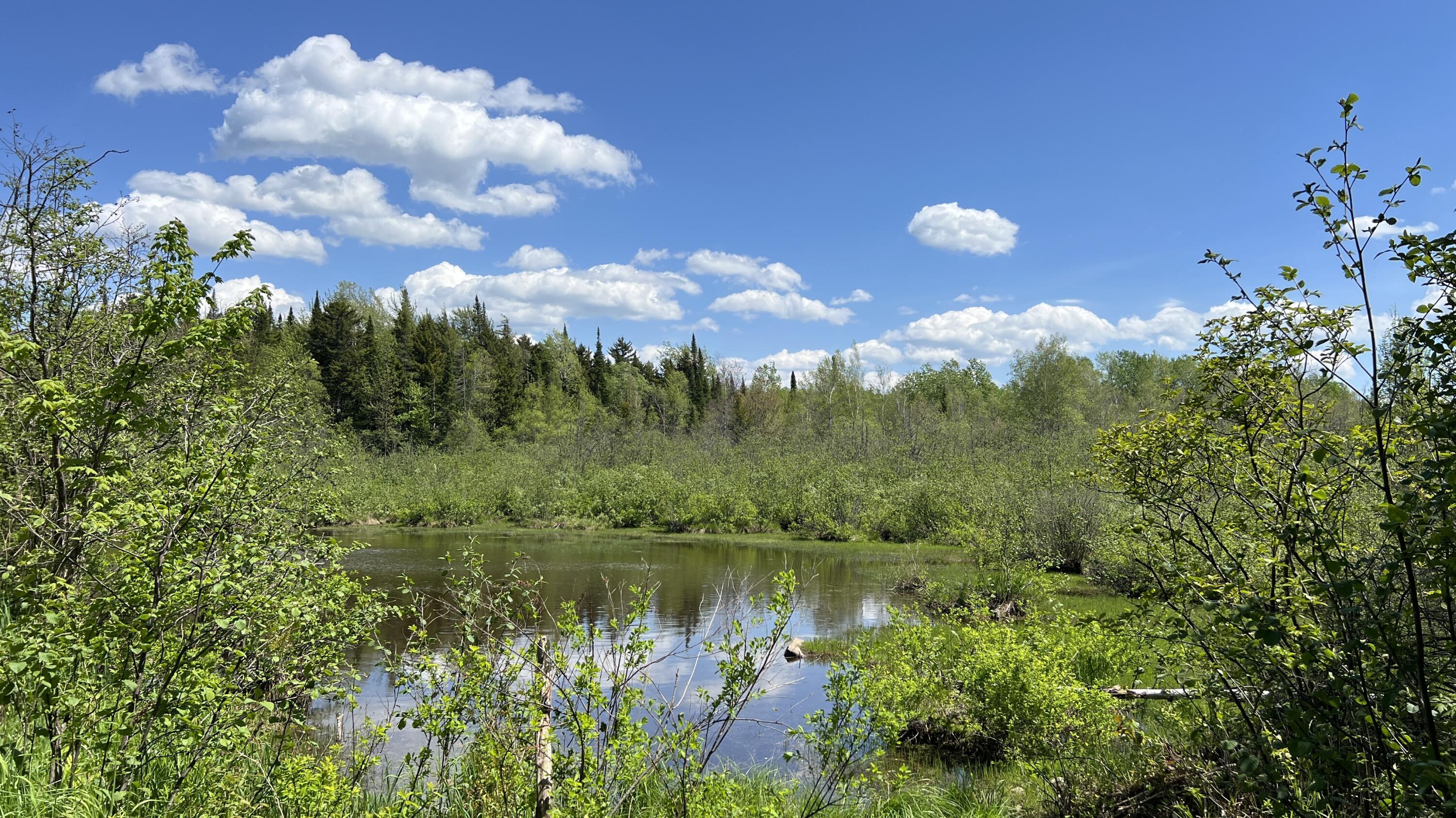 0 French Settlement Road Chateaugay, NY 12920 - Photo 2 of 15 Pond on side of French Settlement Rd frontage east of where road frontage begins.