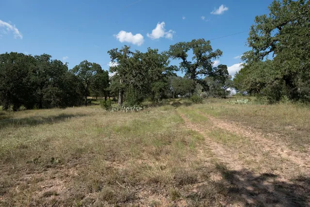 a view of a yard with plants and a large tree