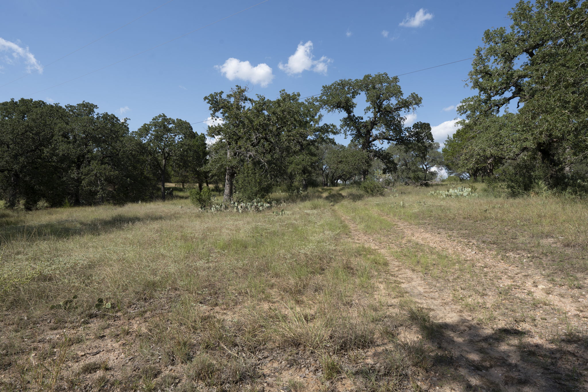Tbd Singleton Road Marble Falls, TX 78654 - Photo 33 of 40 a view of a tree in a yard
