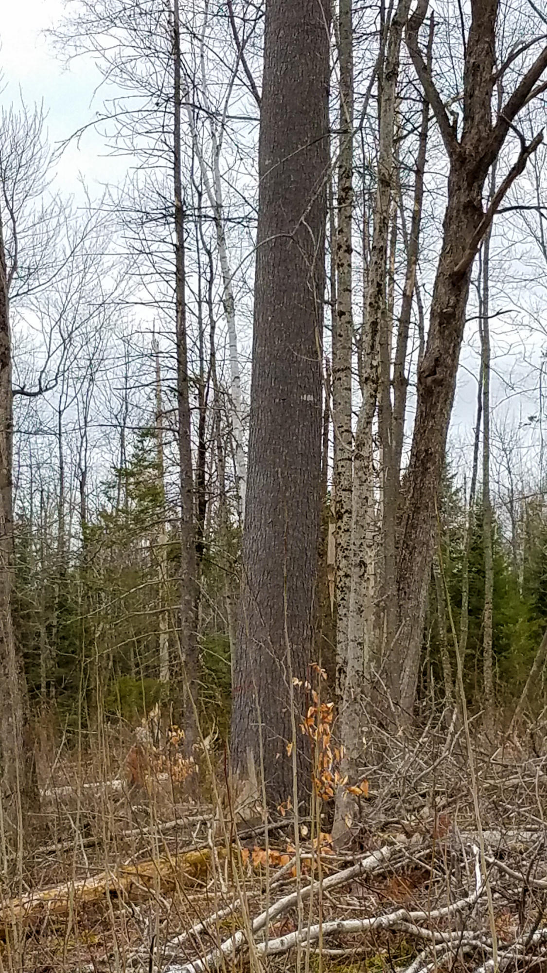 Lot 30 Charleston Road Dexter, ME 04930 - Photo 28 of 42 Lot 30 (24 of 38)