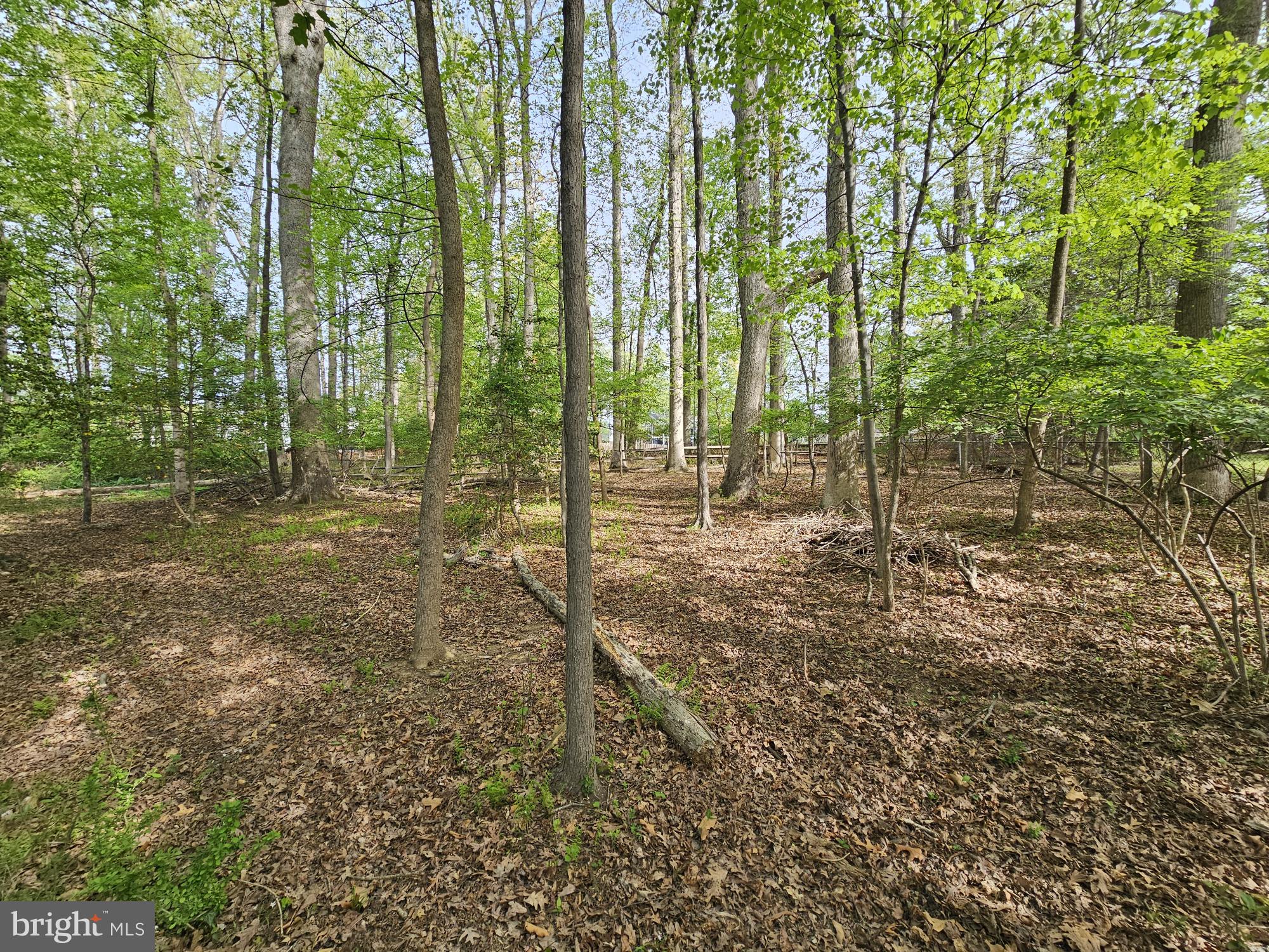 117 Kingsley Road Southwest Vienna, VA 22180 - Photo 4 of 4 Serene woodland retreat awaits exploration.