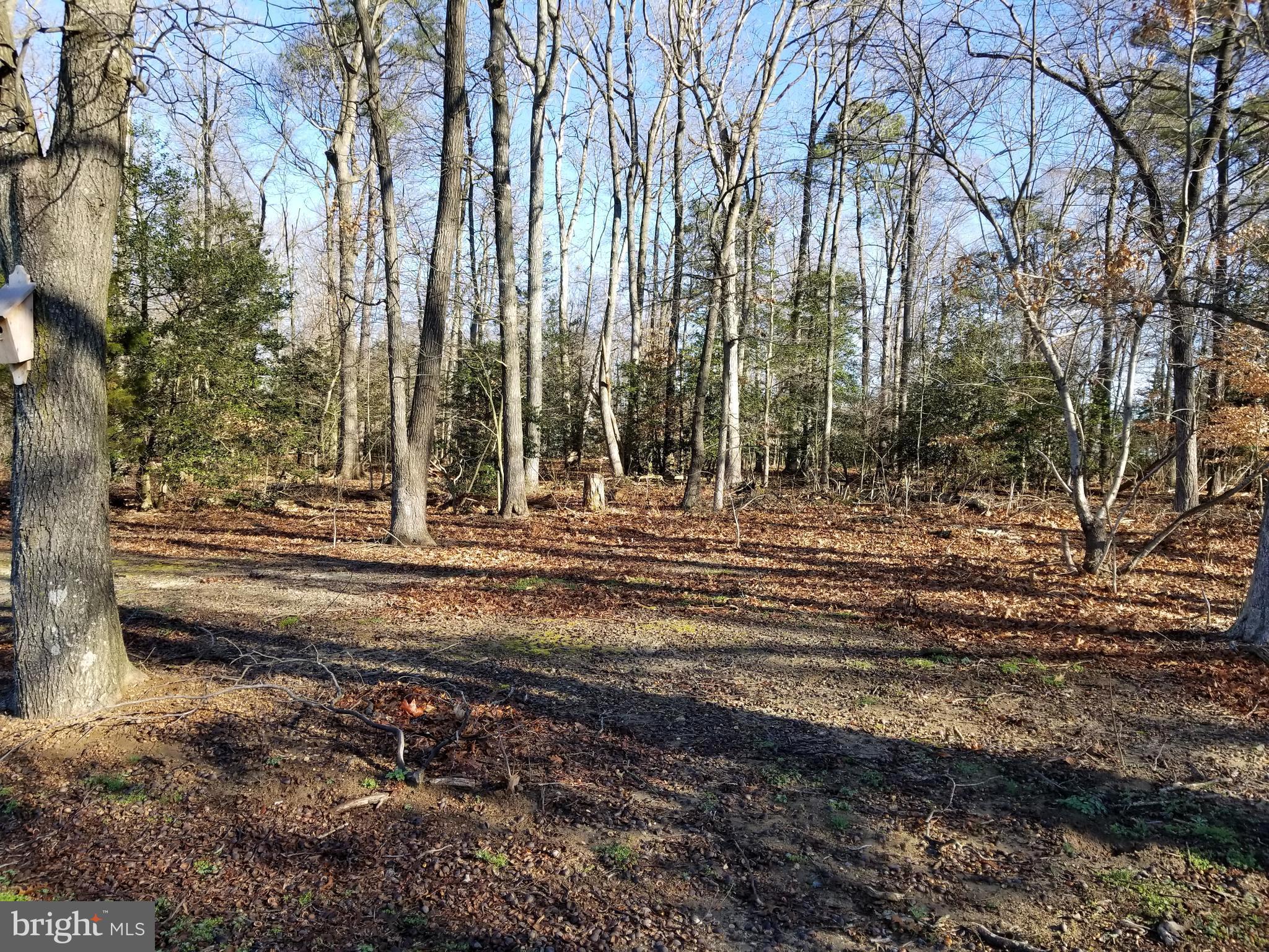 6311 Suicide Bridge Road Hurlock, MD 21643 - Photo 26 of 30 Wooded Portion Of Lot