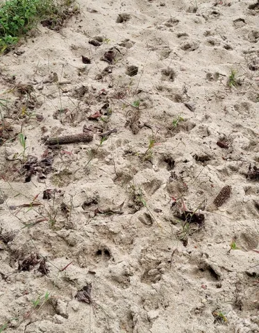 $300,000 | 434 Macedonia-Angelus Road, Jefferson, SC 29718