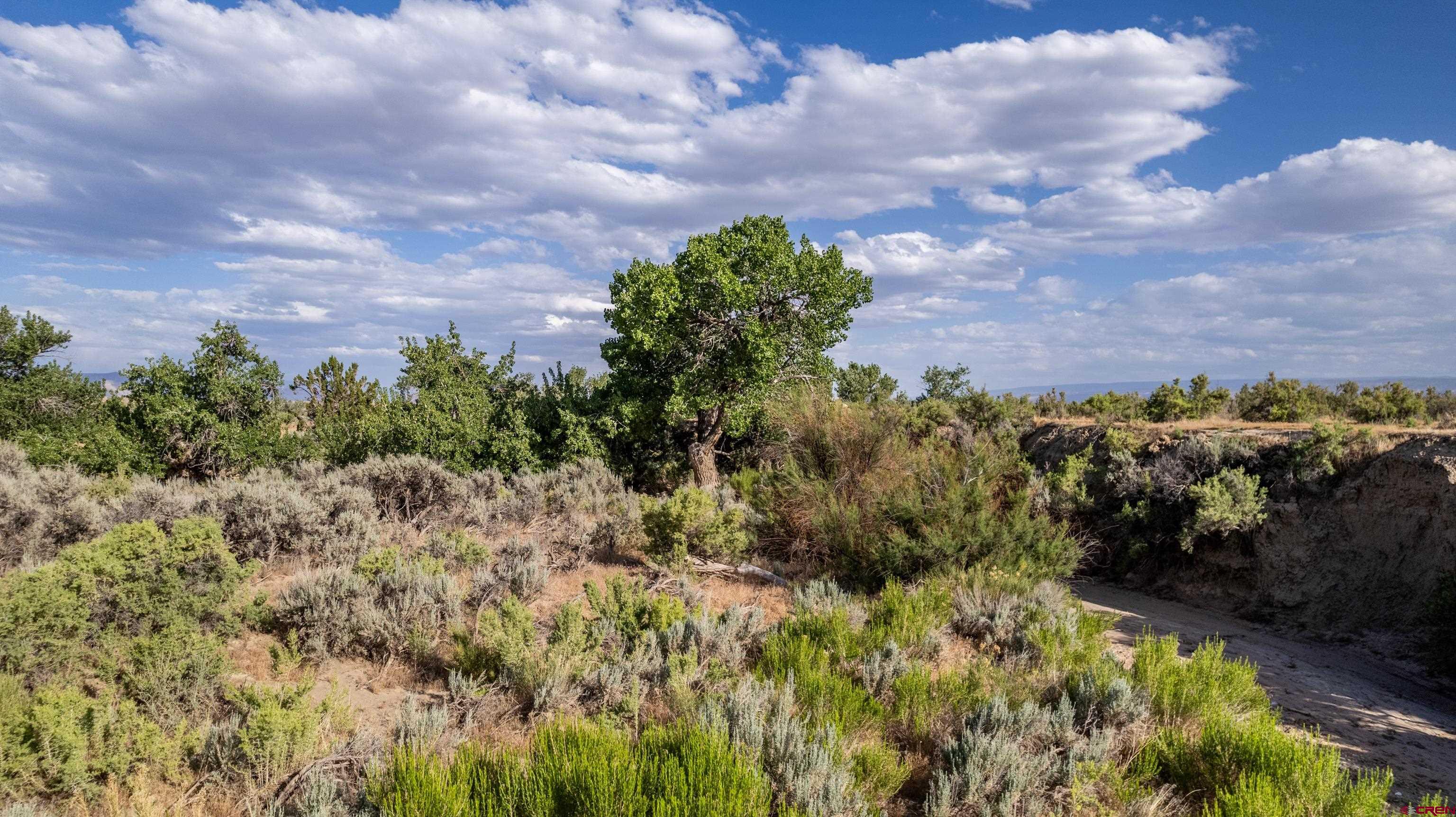 Lot 3 16 Road Loma, CO 81524 - Photo 31 of 35 a view of a bunch of trees