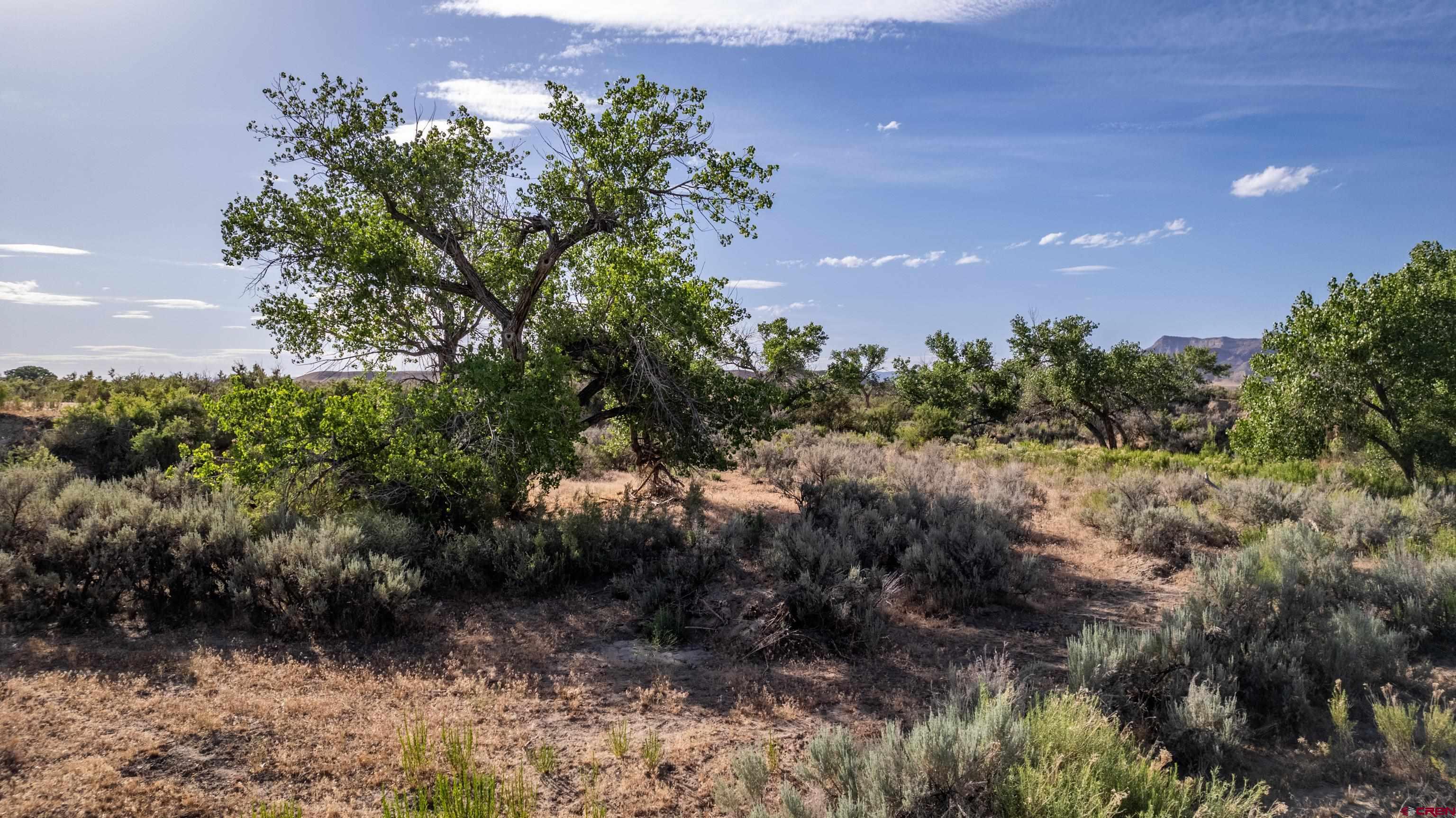 Lot 3 16 Road Loma, CO 81524 - Photo 35 of 35 a picture of trees