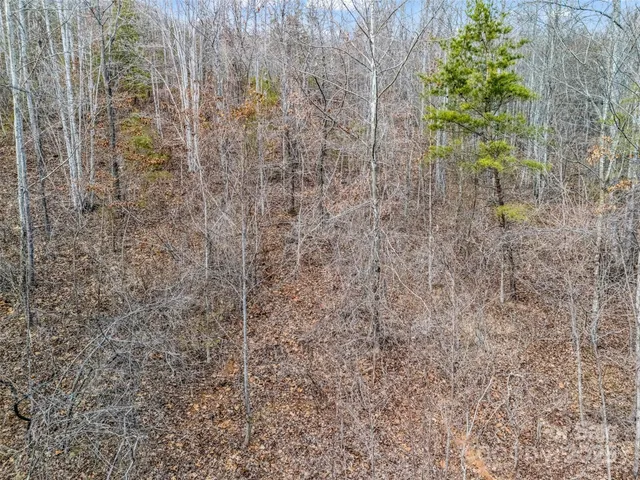 a view of a forest with trees in the background