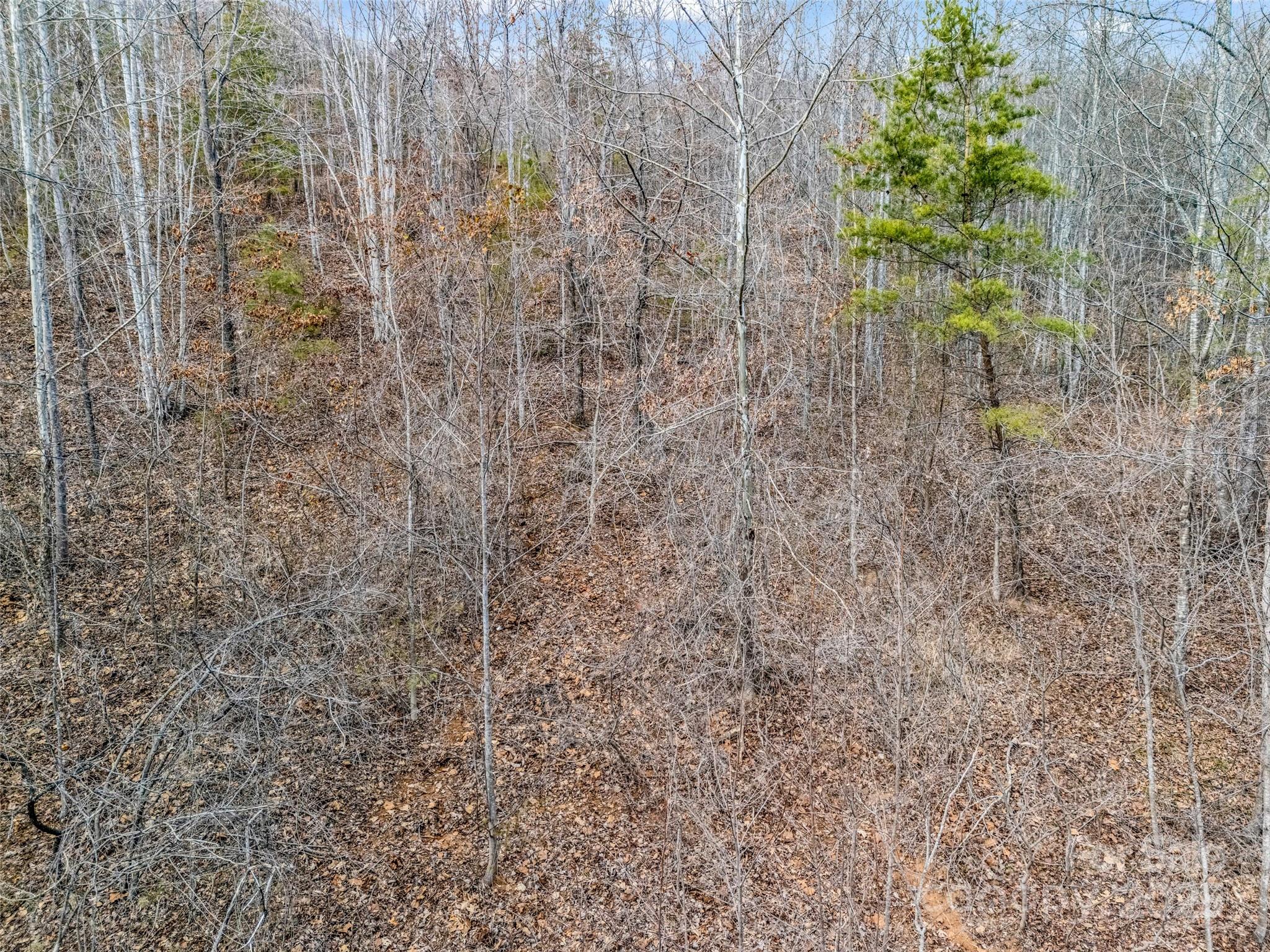 146 Wee Burn Cove Mill Spring, NC 28756 - Photo 21 of 29 a close up of a plant in a shower