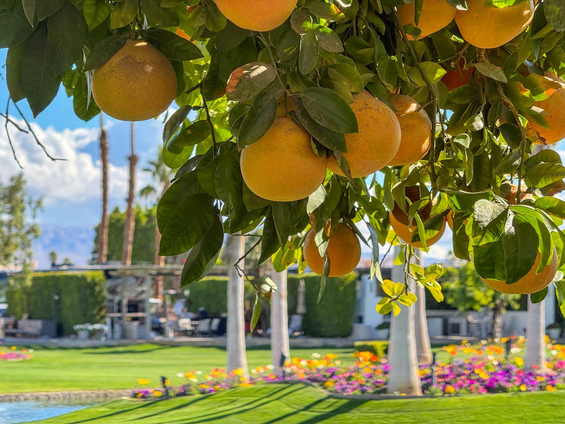 80394 Ave 48, Unit 18 Indio, CA 92201 - Photo 9 of 15 18-10