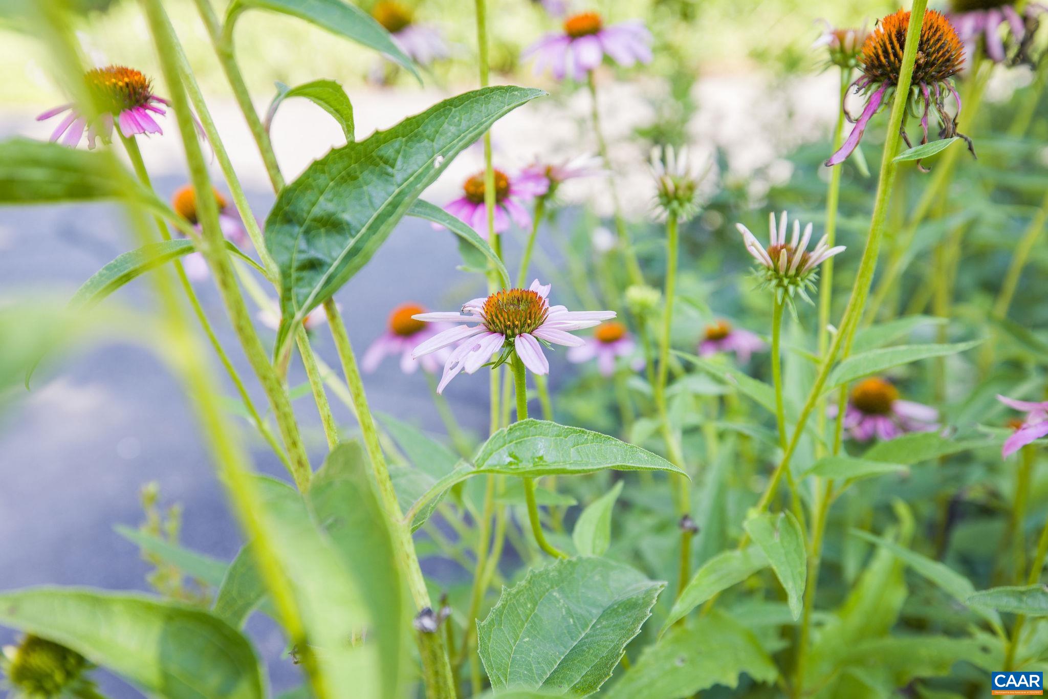 2420 Pendower Lane Keswick, VA 22947 - Photo 64 of 75