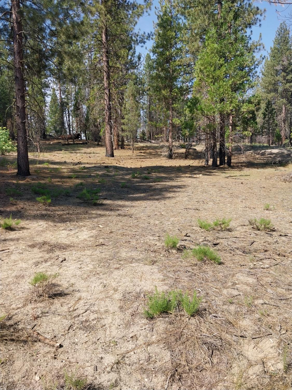 a view of dirt yard with large trees