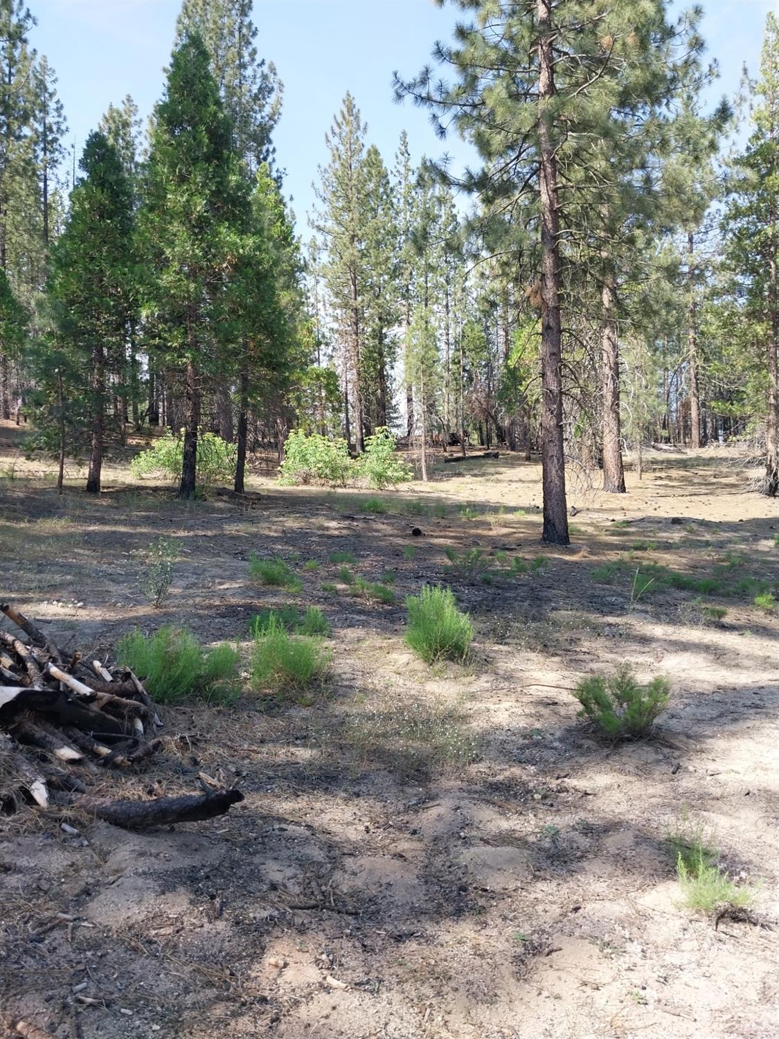 9 Tamarack Trail North Fork, CA 93643 - Photo 2 of 9 a view of a yard with a tree