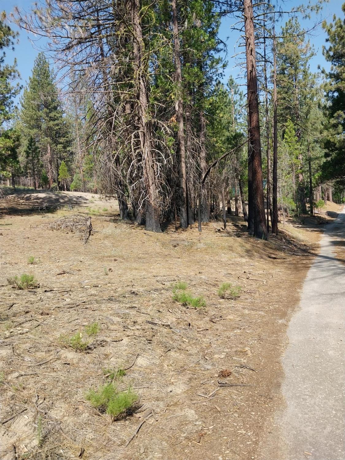 9 Tamarack Trail North Fork, CA 93643 - Photo 3 of 9 a view of empty space with trees