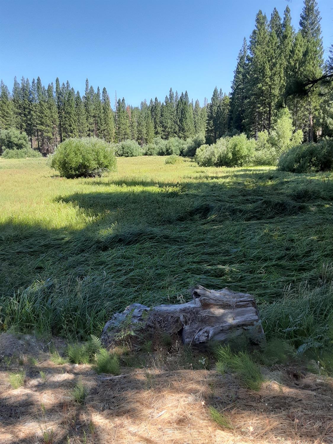 9 Tamarack Trail North Fork, CA 93643 - Photo 4 of 9 a view of a grassy field with trees in the background