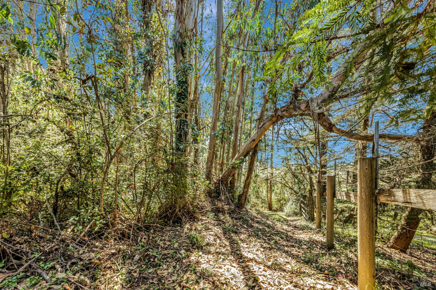 3590 Burnside Road Sebastopol, CA 95472 - Photo 55 of 69 Eucalyptus grove