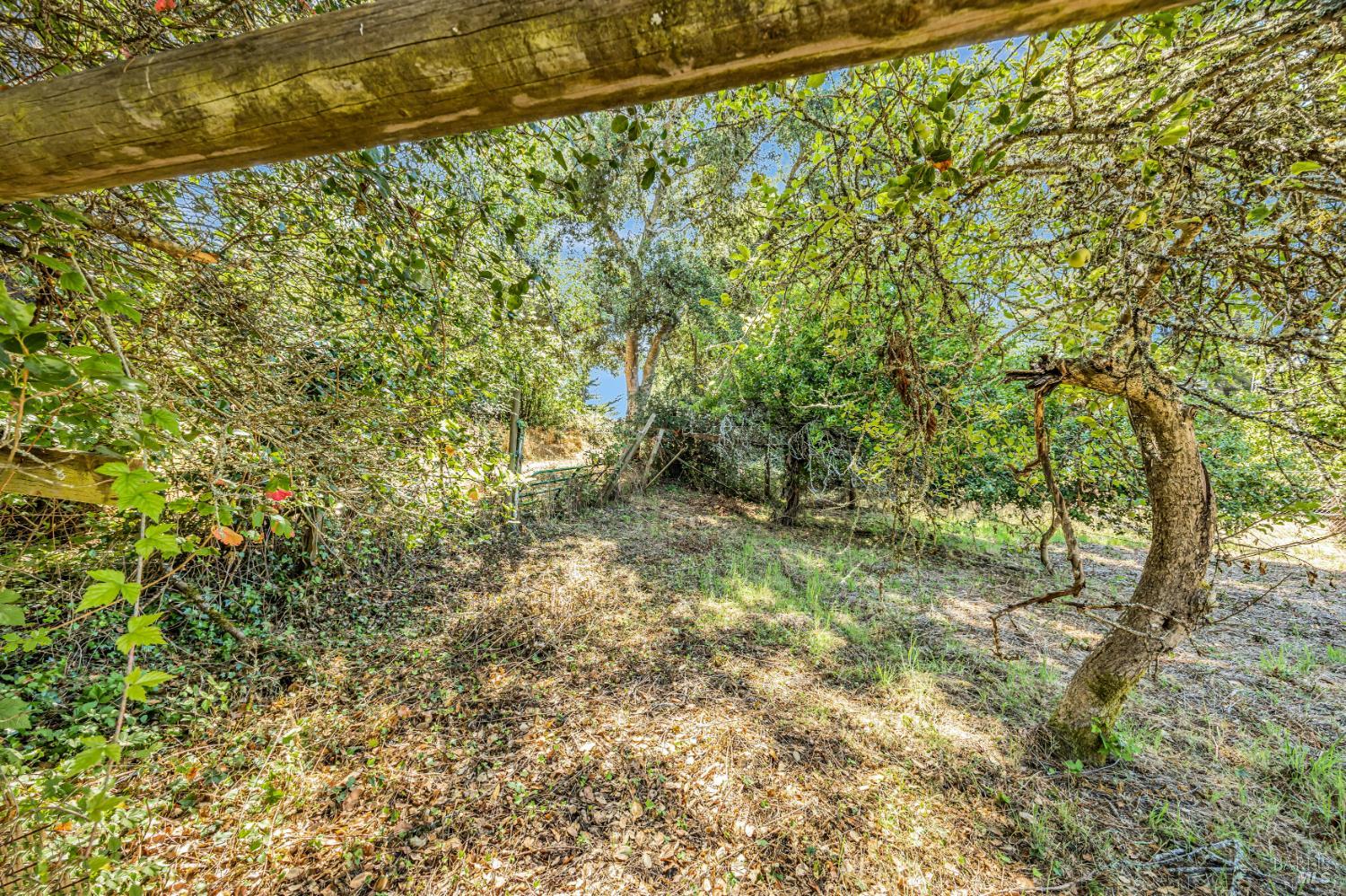 3590 Burnside Road Sebastopol, CA 95472 - Photo 62 of 69 a view of a yard with a tree
