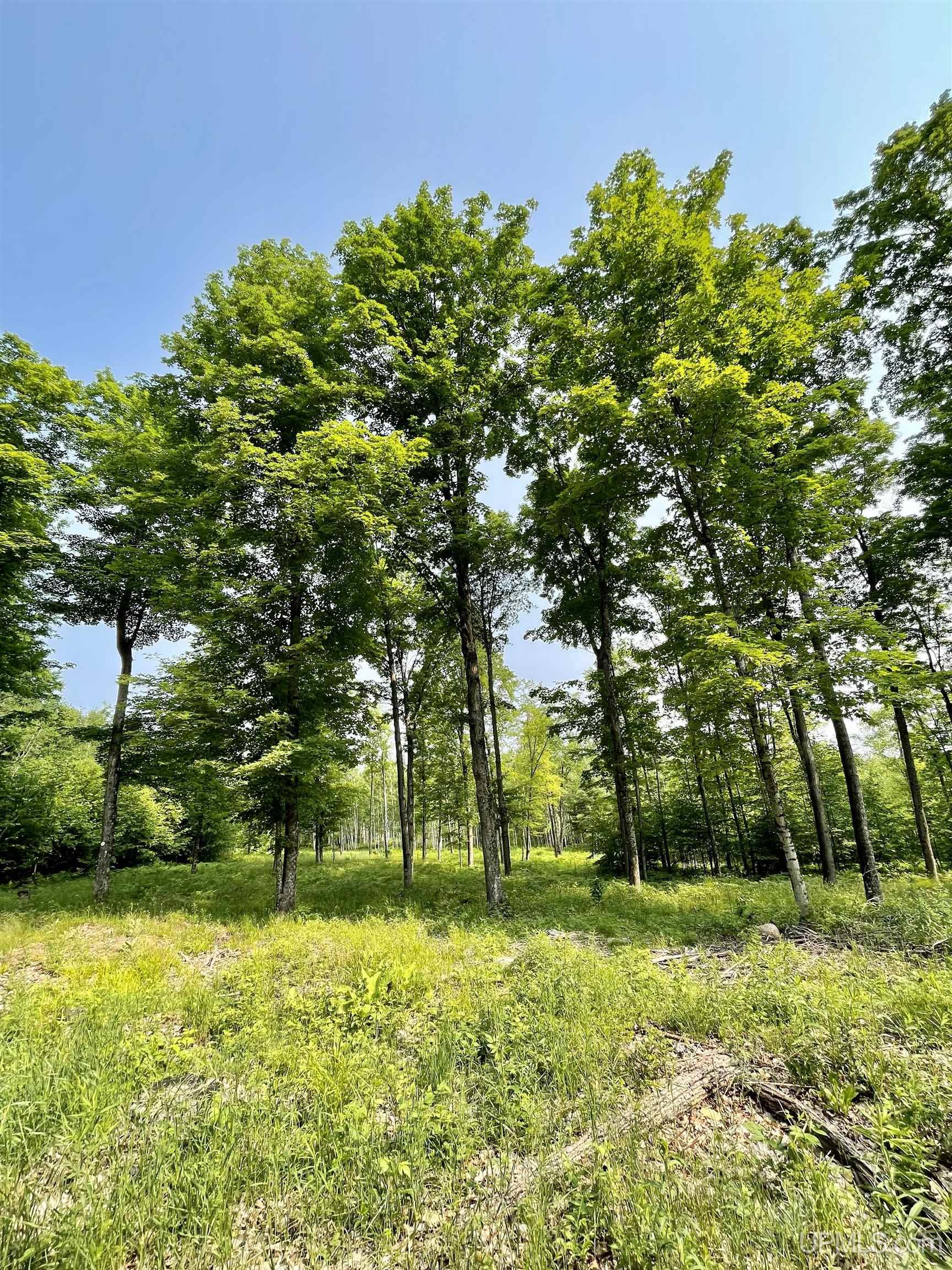 Nine Rd Felch Mi 49831 Road Felch, MI 49831 - Photo 15 of 16