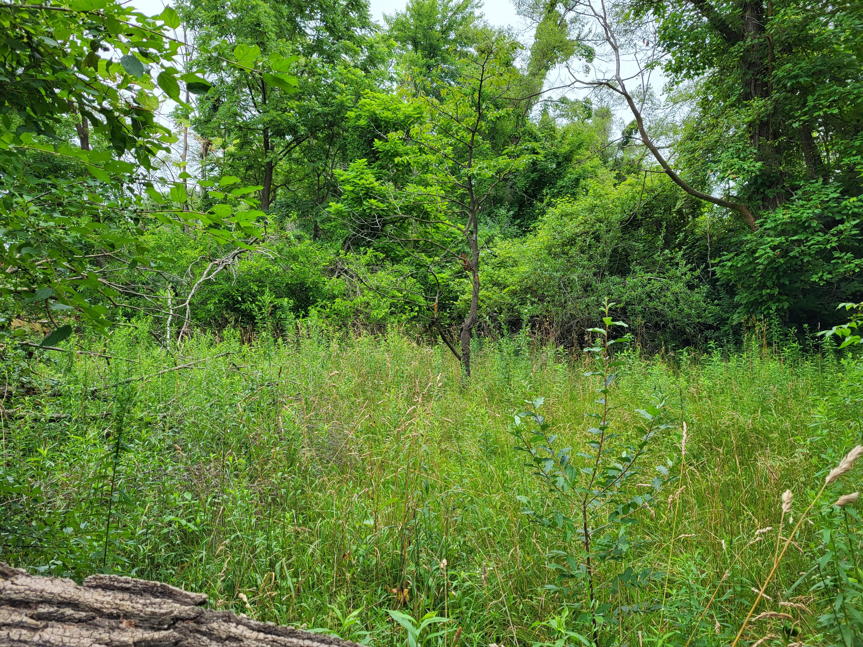 1053 Savage Road Belleville, MI 48111 - Photo 9 of 12 20240709_113917