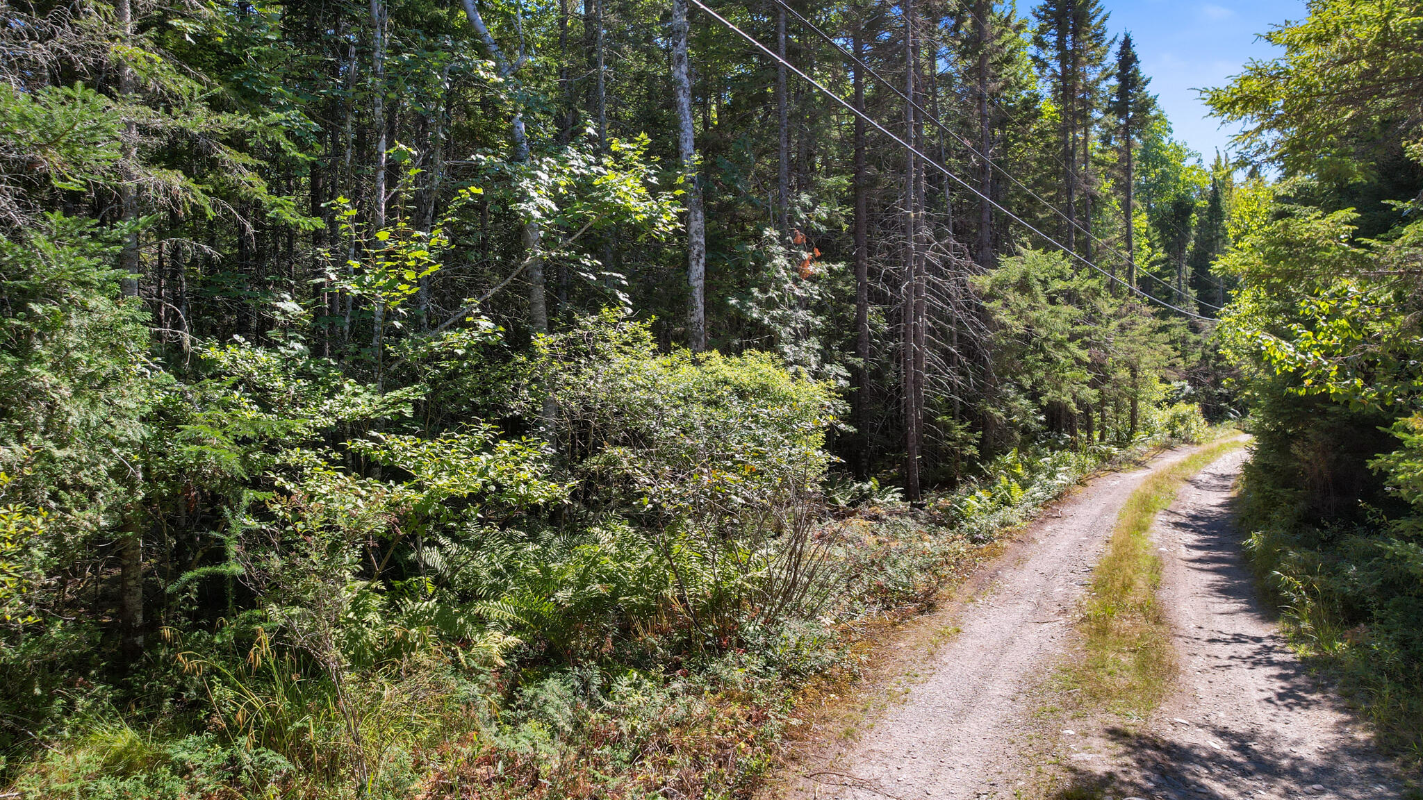 Lot # North Road Lamoine, ME 04605 - Photo 5 of 13 road view