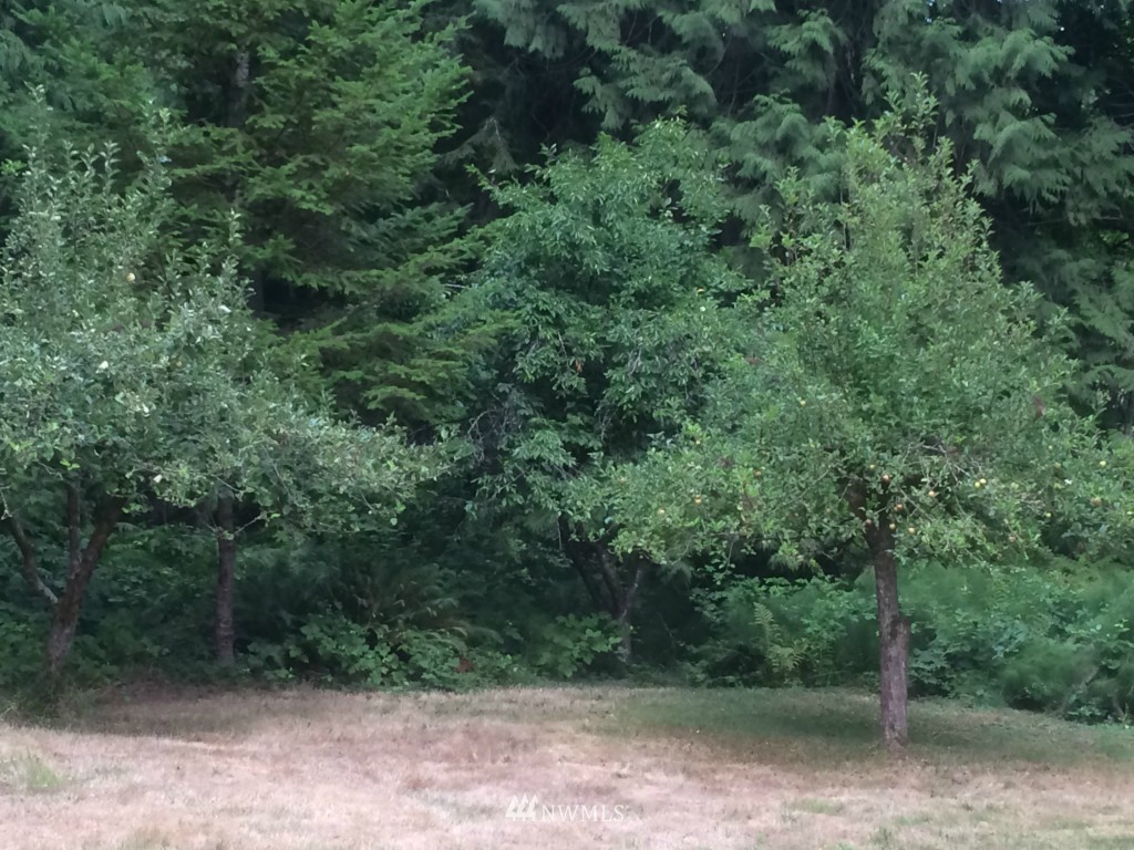 7038 Maxwelton Road Clinton, WA 98236 - Photo 4 of 9 a view of a forest with trees in the background