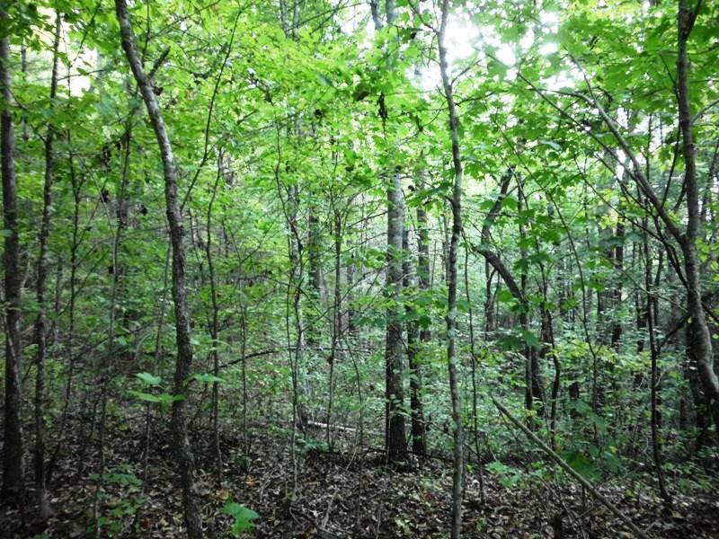 Creek Road Reliance, TN 37369 - Photo 1 of 17 3