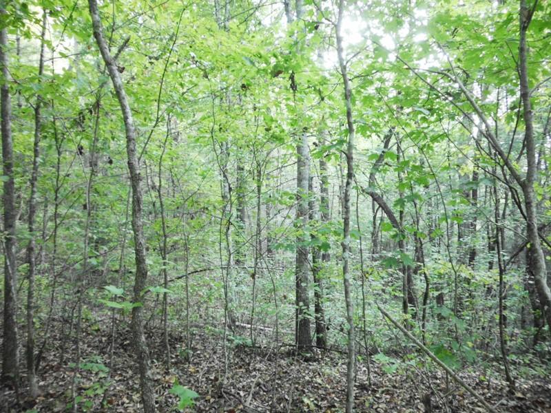 Creek Road Reliance, TN 37369 - Photo 12 of 17 SANY0053