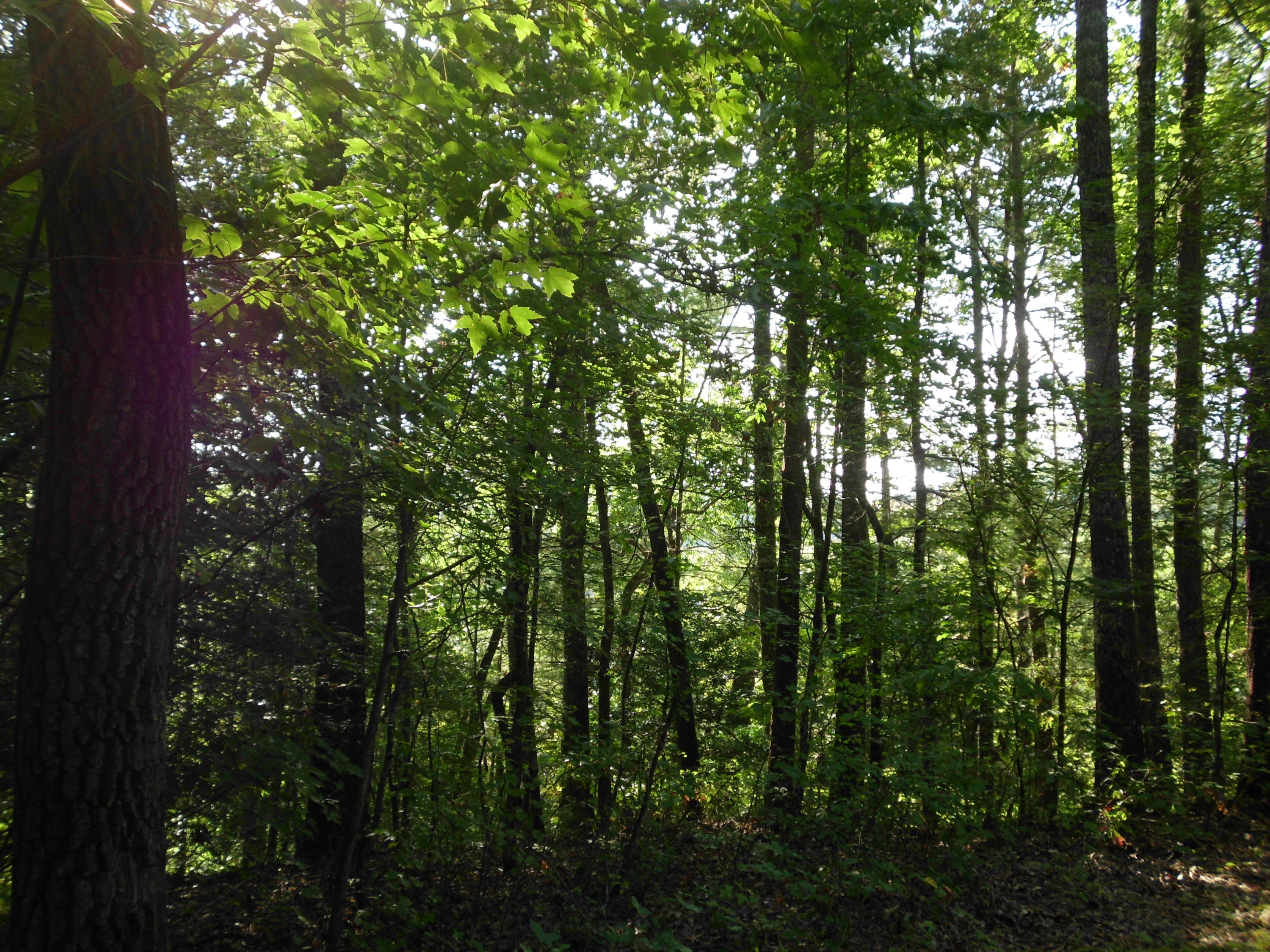 Creek Road Reliance, TN 37369 - Photo 13 of 17 SANY0054