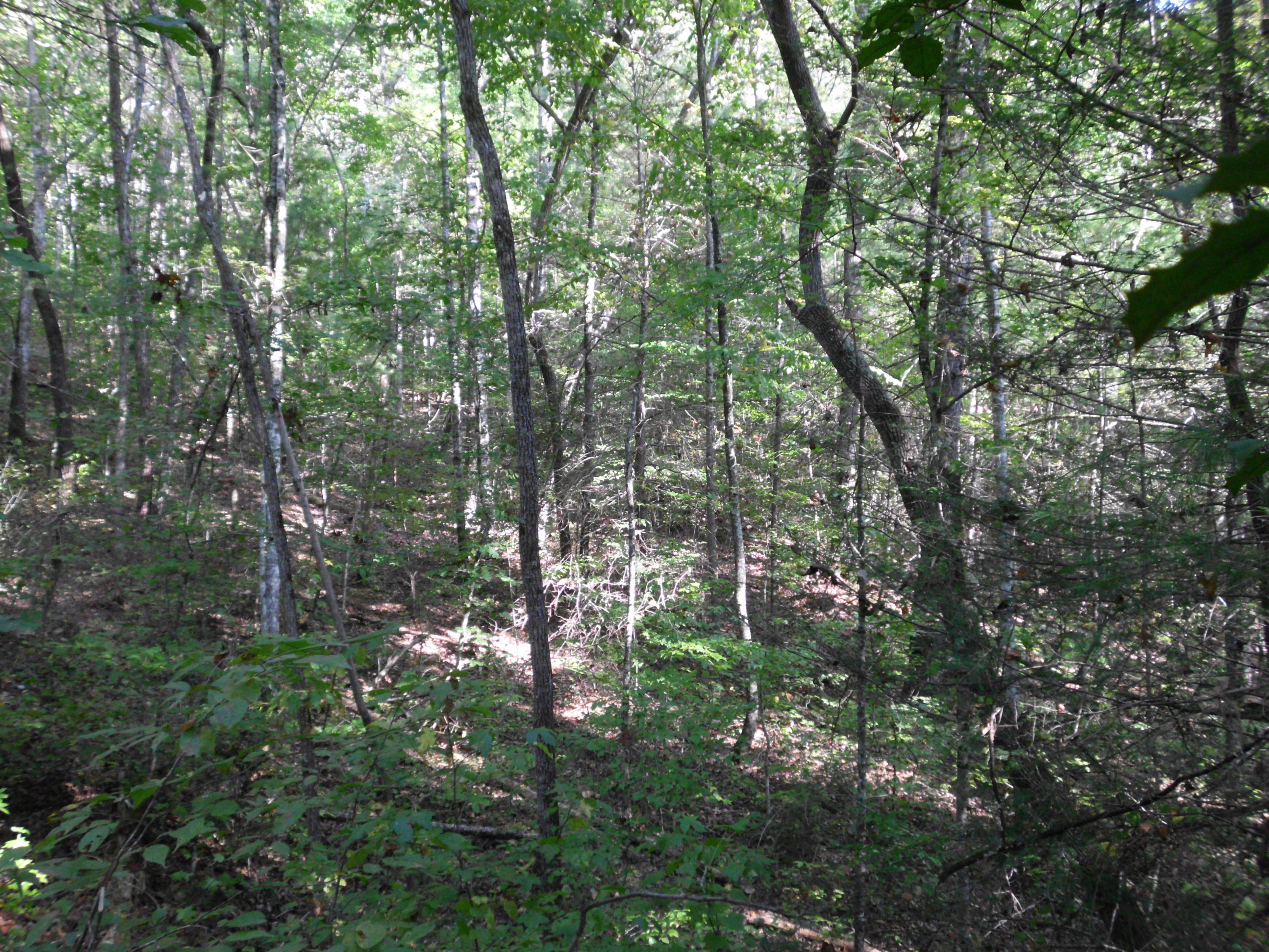 Creek Road Reliance, TN 37369 - Photo 14 of 17 SANY0055