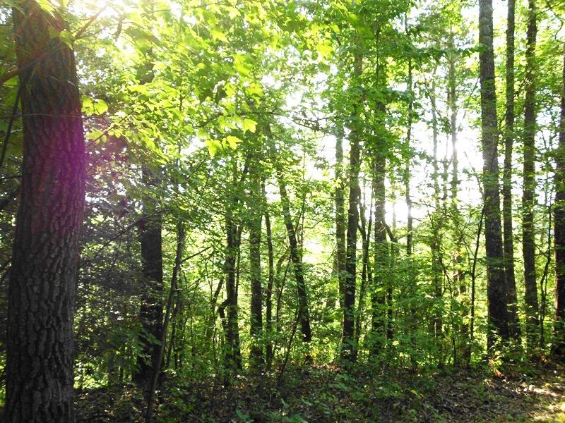 Creek Road Reliance, TN 37369 - Photo 4 of 17 4