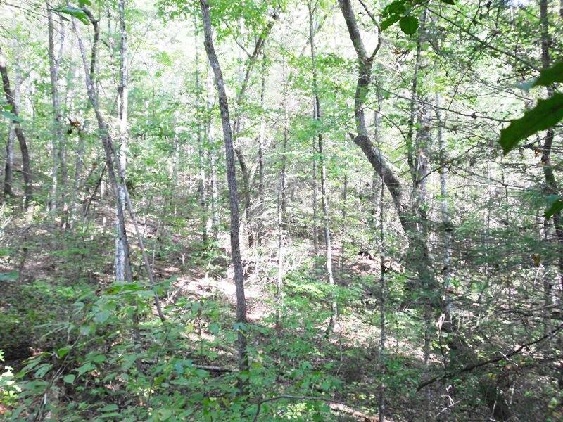 Creek Road Reliance, TN 37369 - Photo 5 of 17 5