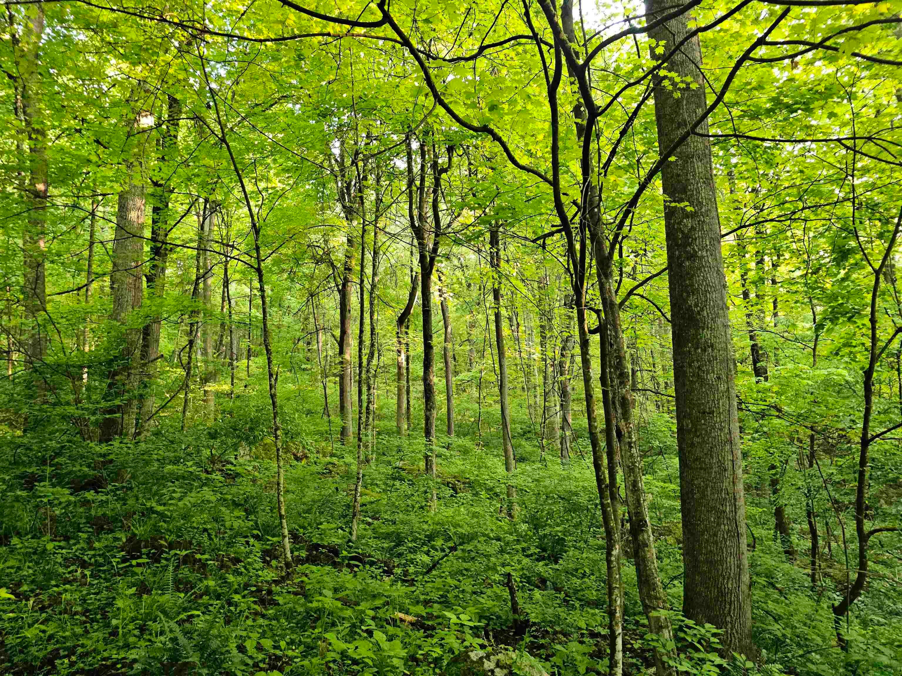 1 John Orr Road Independence, WV 26374 - Photo 42 of 50 Gallery Image 42