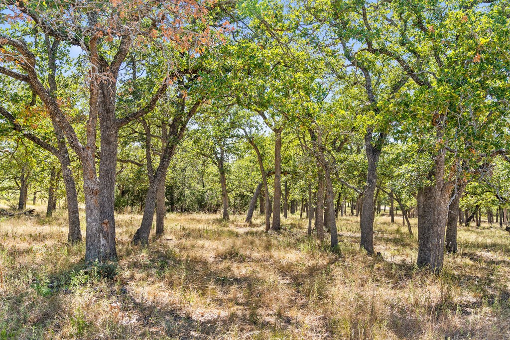 1633 Herber-Schaefer Road Fredericksburg, TX 78624 - Photo 20 of 32 a view of outdoor space and trees