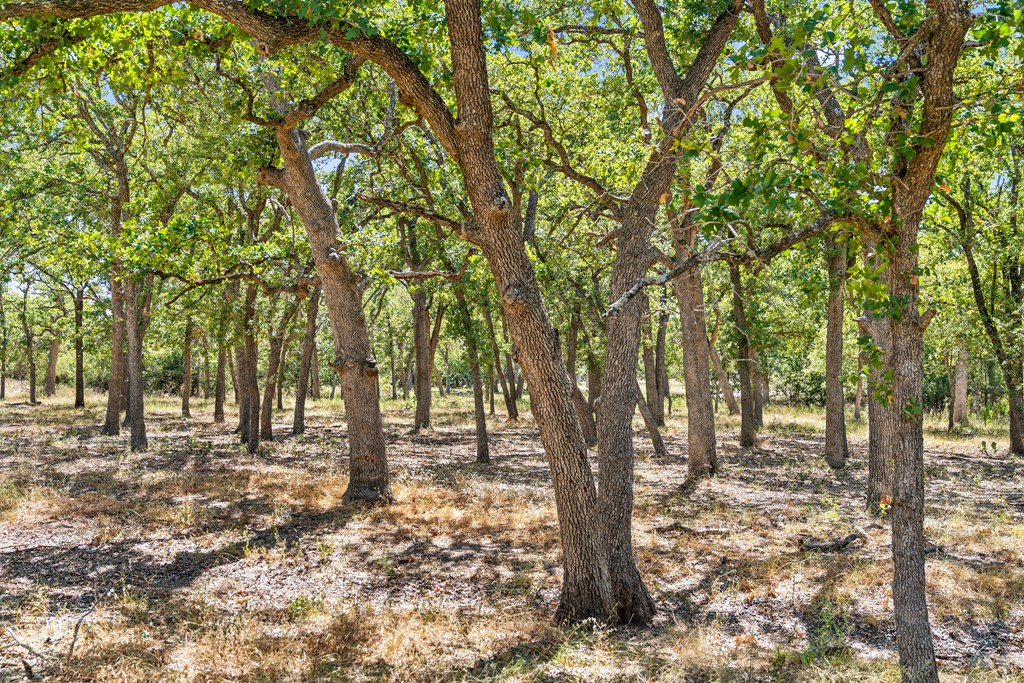1633 Herber-Schaefer Road Fredericksburg, TX 78624 - Photo 24 of 32 a view of outdoor space with lots of trees
