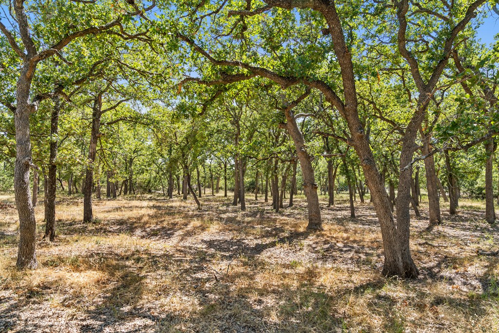 1633 Herber-Schaefer Road Fredericksburg, TX 78624 - Photo 25 of 32 a backyard of a house with lots of trees