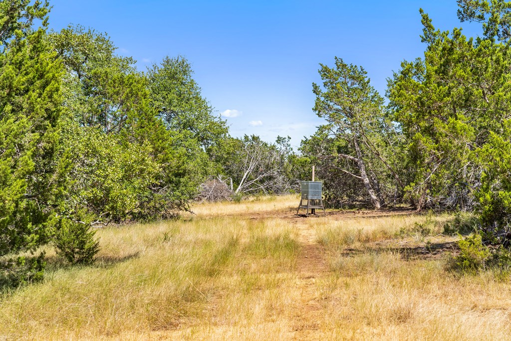 1633 Herber-Schaefer Road Fredericksburg, TX 78624 - Photo 27 of 32 a view of a yard with a tree