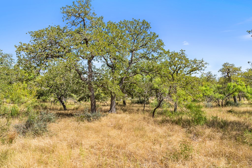 1633 Herber-Schaefer Road Fredericksburg, TX 78624 - Photo 30 of 32 a view of some trees in a yard