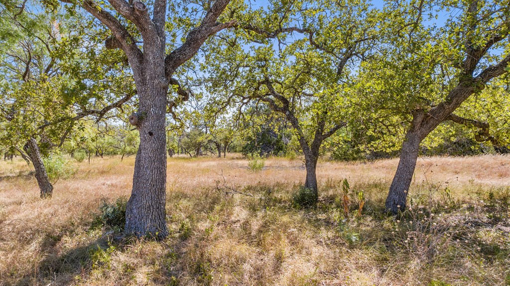 1633 Herber-Schaefer Road Fredericksburg, TX 78624 - Photo 6 of 32 a view of a tree in the middle of a forest