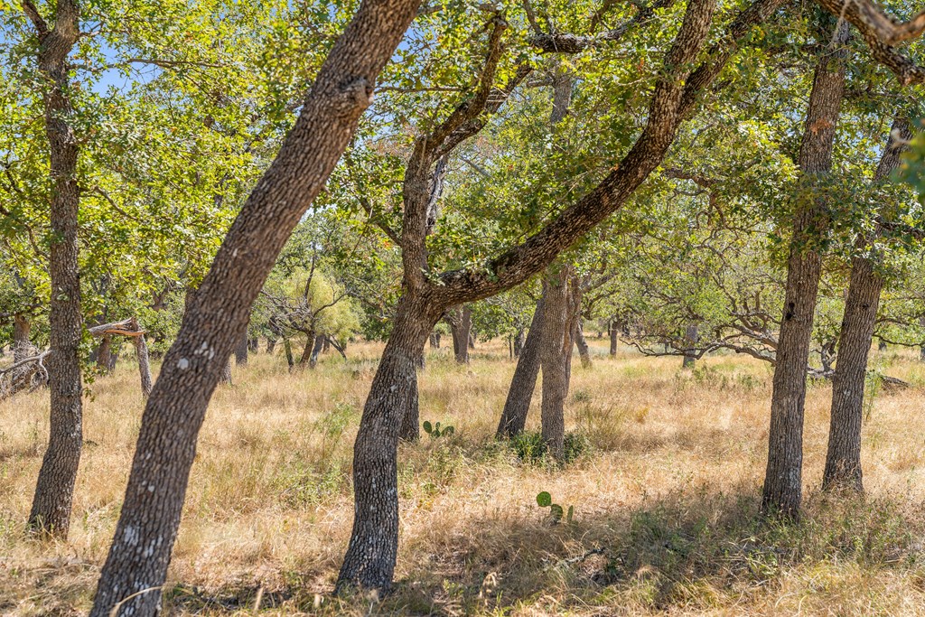 1633 Herber-Schaefer Road Fredericksburg, TX 78624 - Photo 8 of 32 a view of a yard with a tree