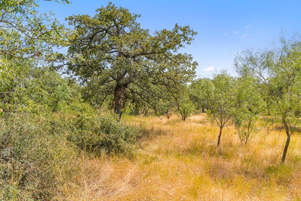 1633 Herber-Schaefer Road Fredericksburg, TX 78624 - Photo 10 of 32 a view of yard with large trees