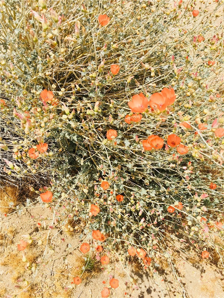 6659 Copper Mesa Road Joshua Tree, CA 92252 - Photo 3 of 7