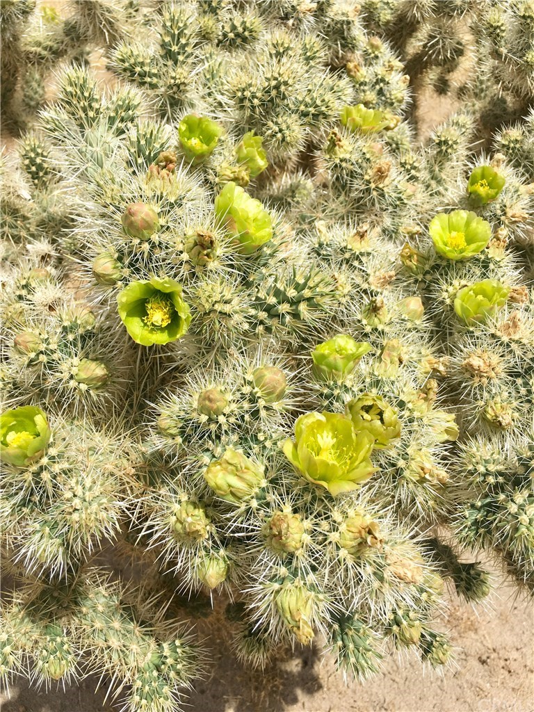 6659 Copper Mesa Road Joshua Tree, CA 92252 - Photo 4 of 7