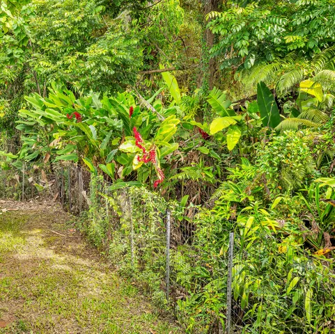 a view of a tree in a garden