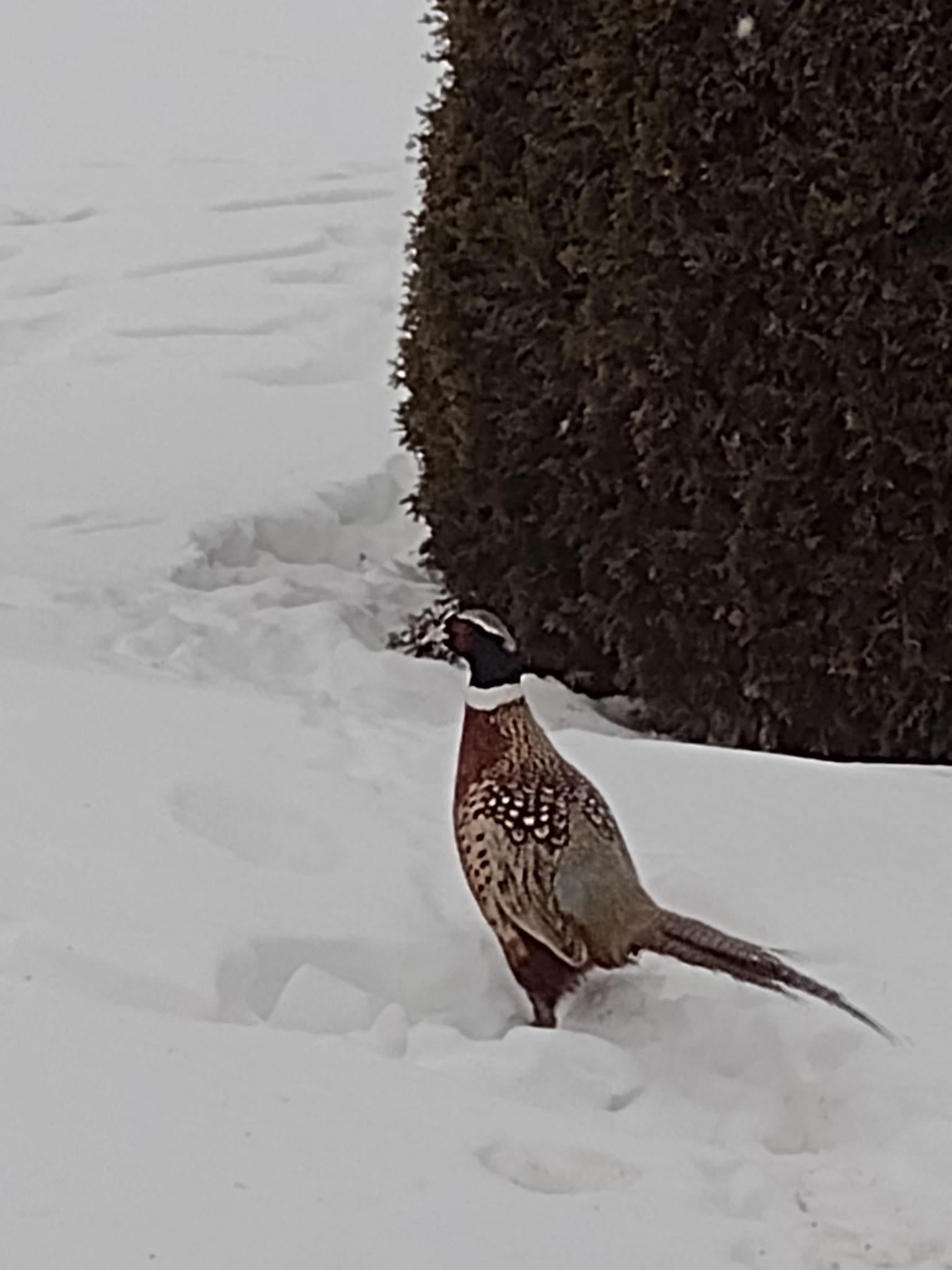N5619 Riverside Drive Shawano, WI 54166 - Photo 34 of 35